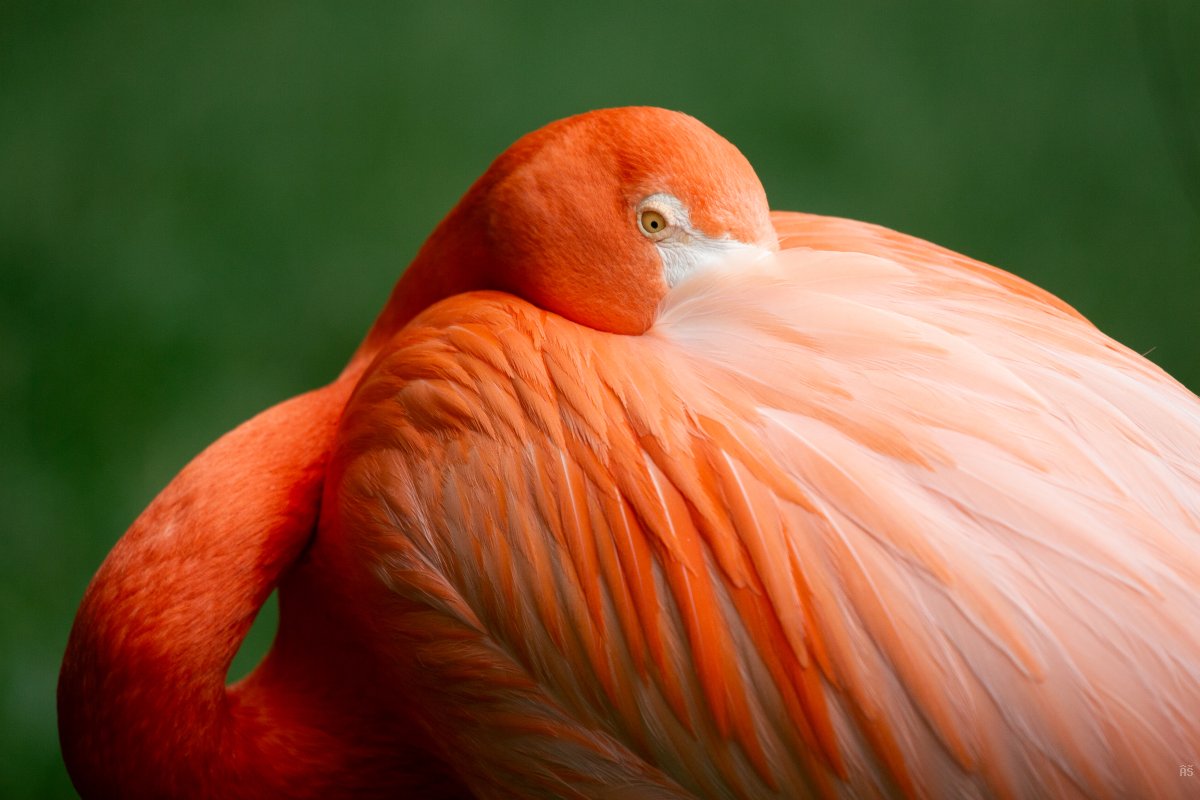 Shy Flamingo